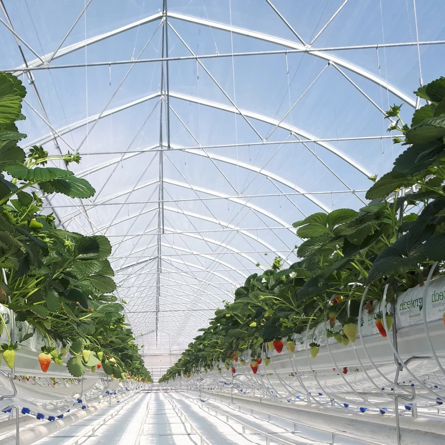 Commercial greenhouse with polyethylene film covering